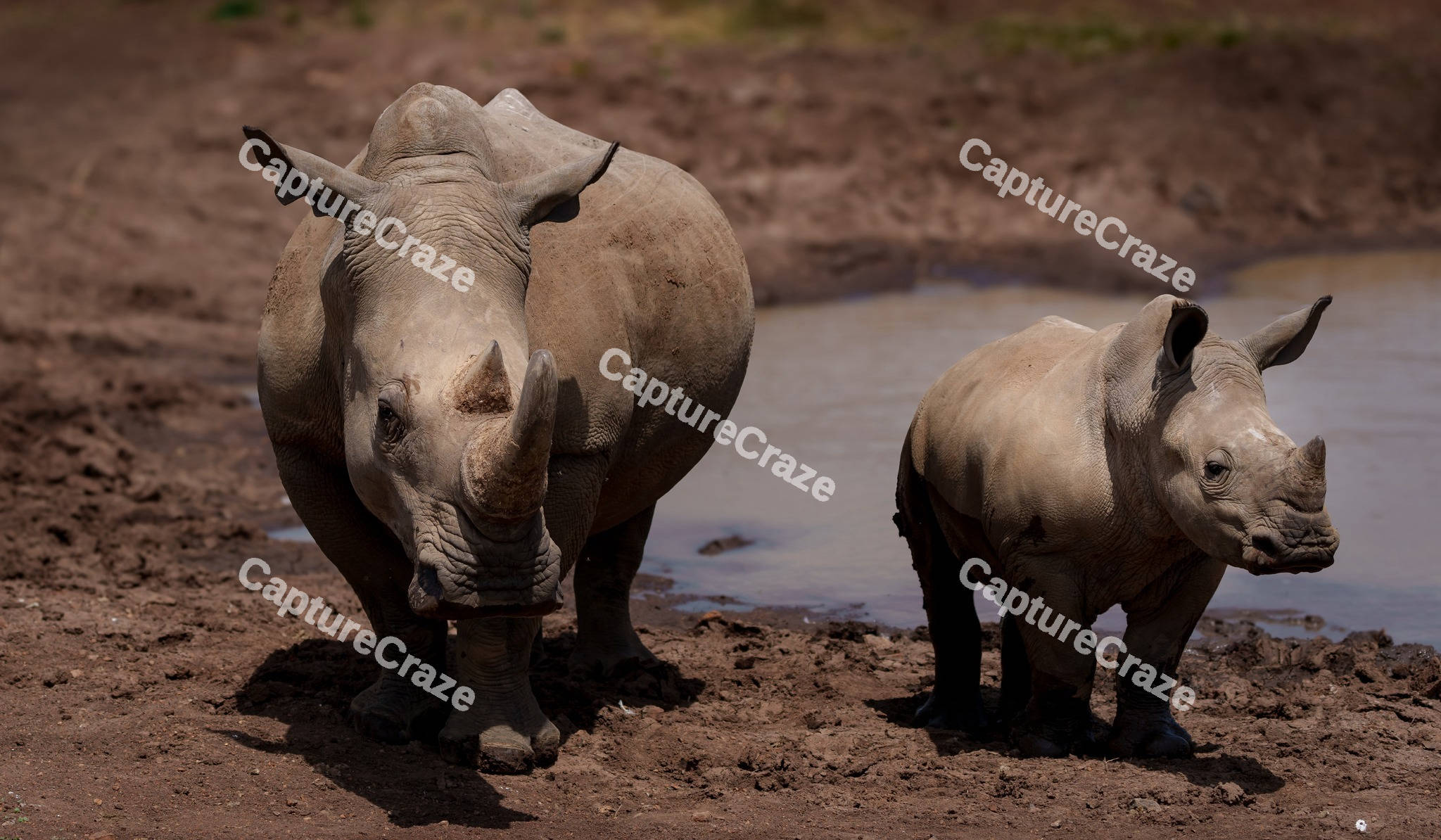 Mum and baby Rhinoceros